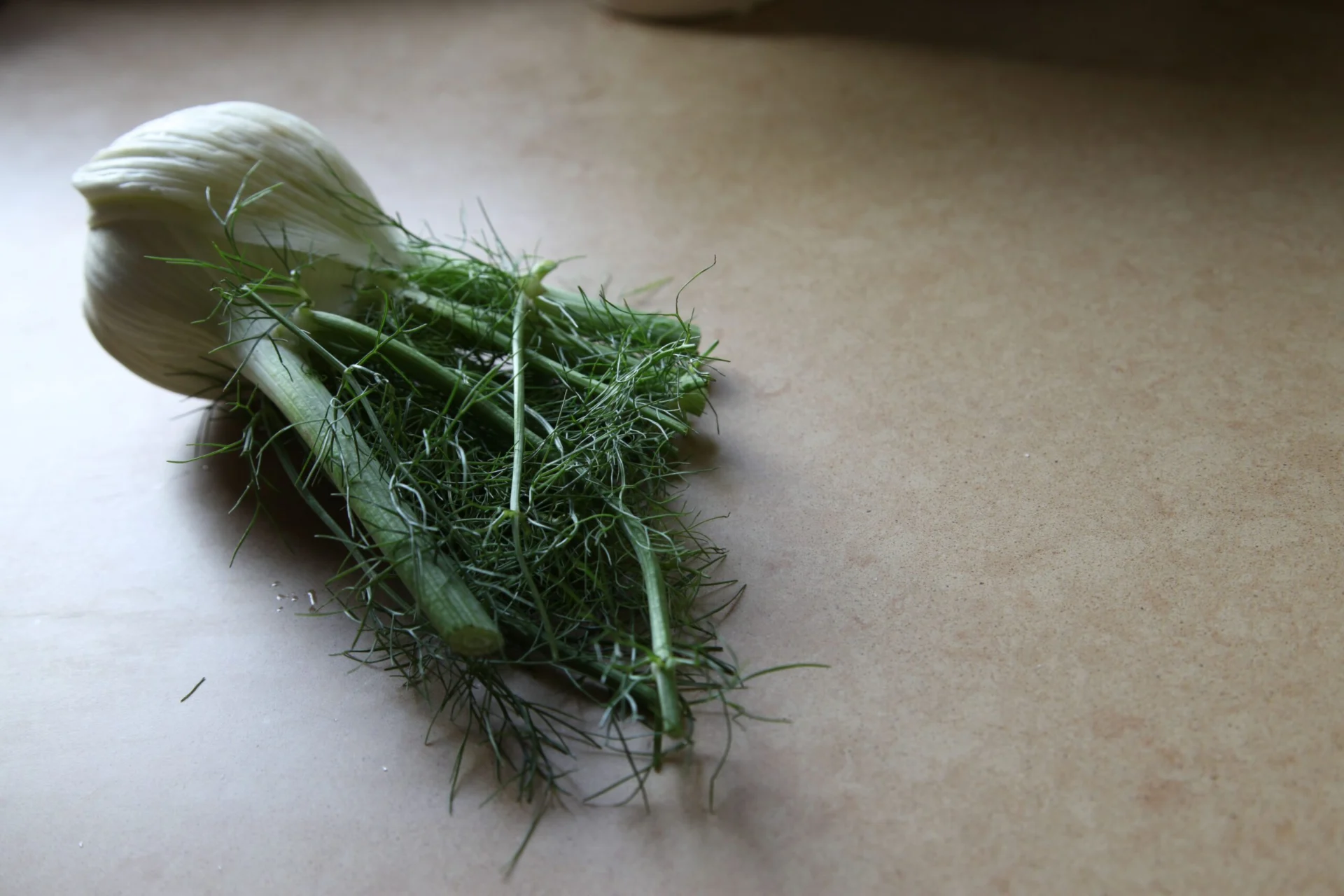 fennel bulb