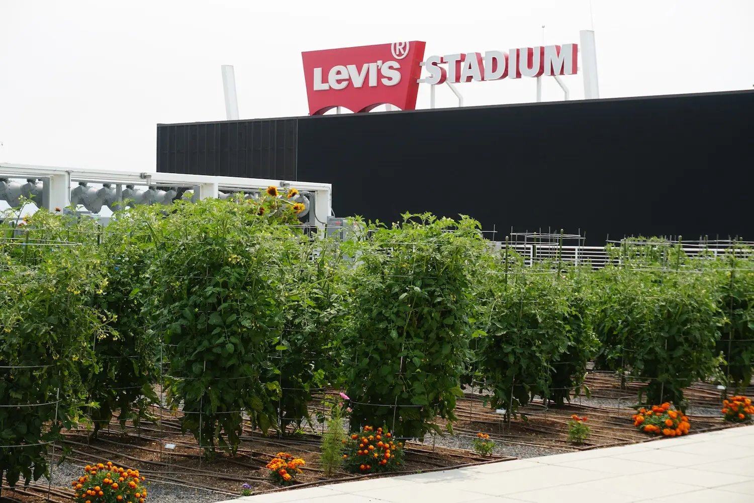 00B Hero Levi's sign with farm and marigolds.jpg