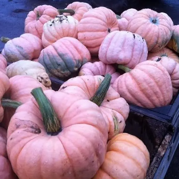 Pink Porcelain Doll pumpkin.