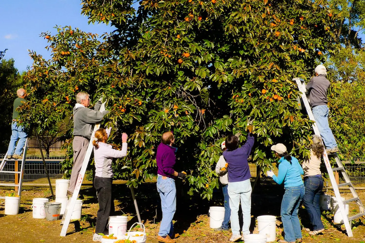 A-Village Harvest_Home Persimmon 2011 P1050144.jpg