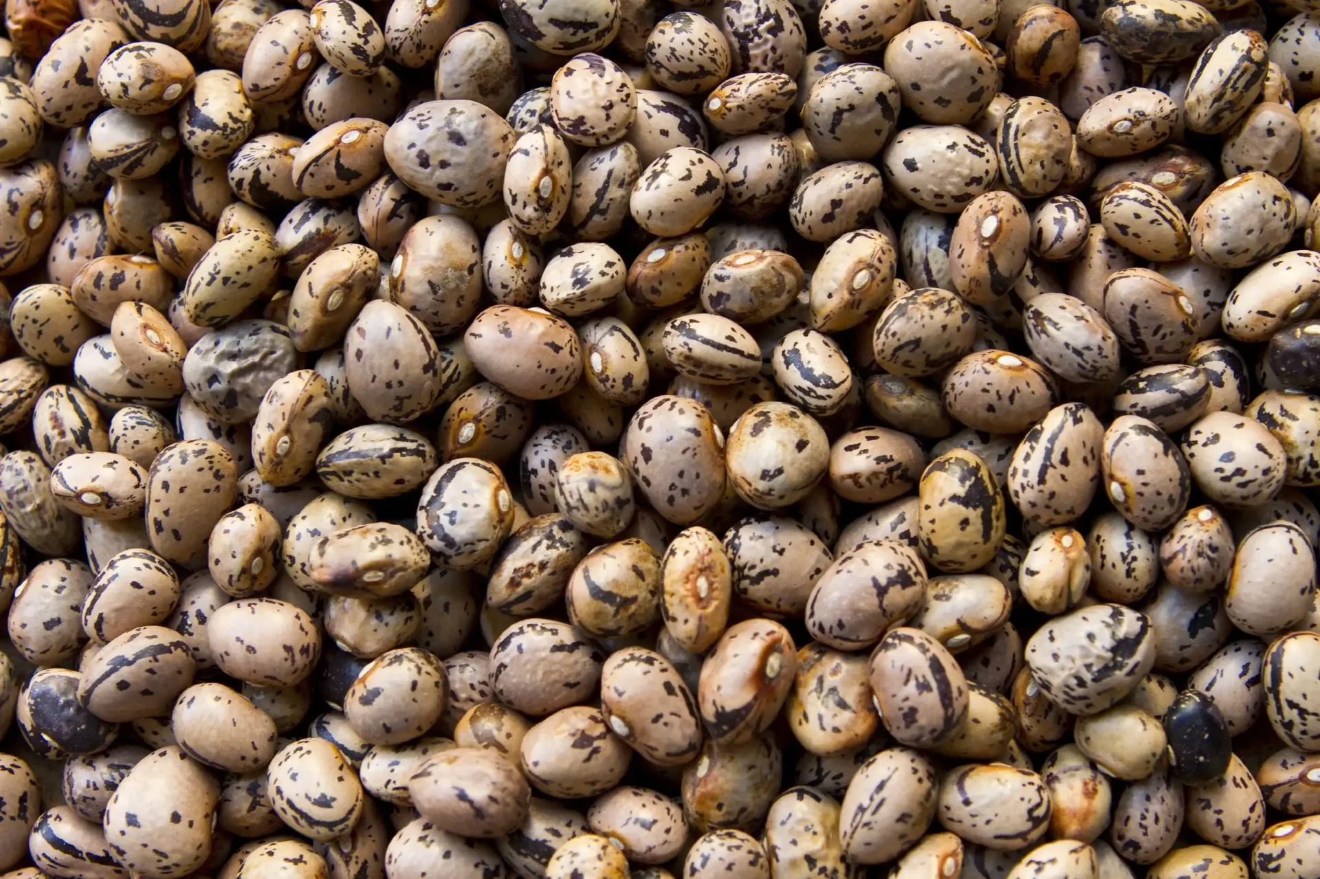 Italian Borlotti Bean Chili