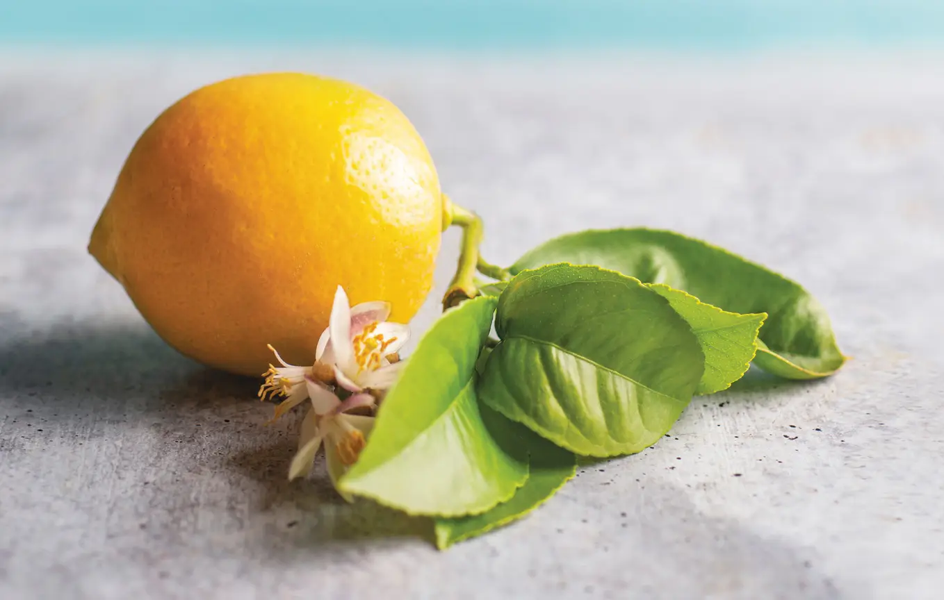 Hero-Meyer-Lemon_PPP0469RF_web.jpg