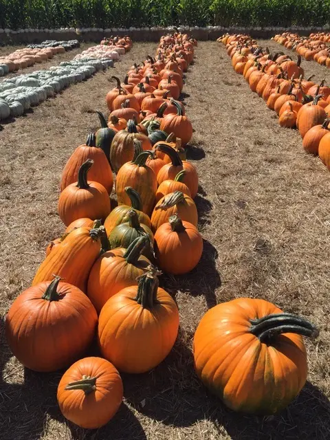 Pumpkins rows.