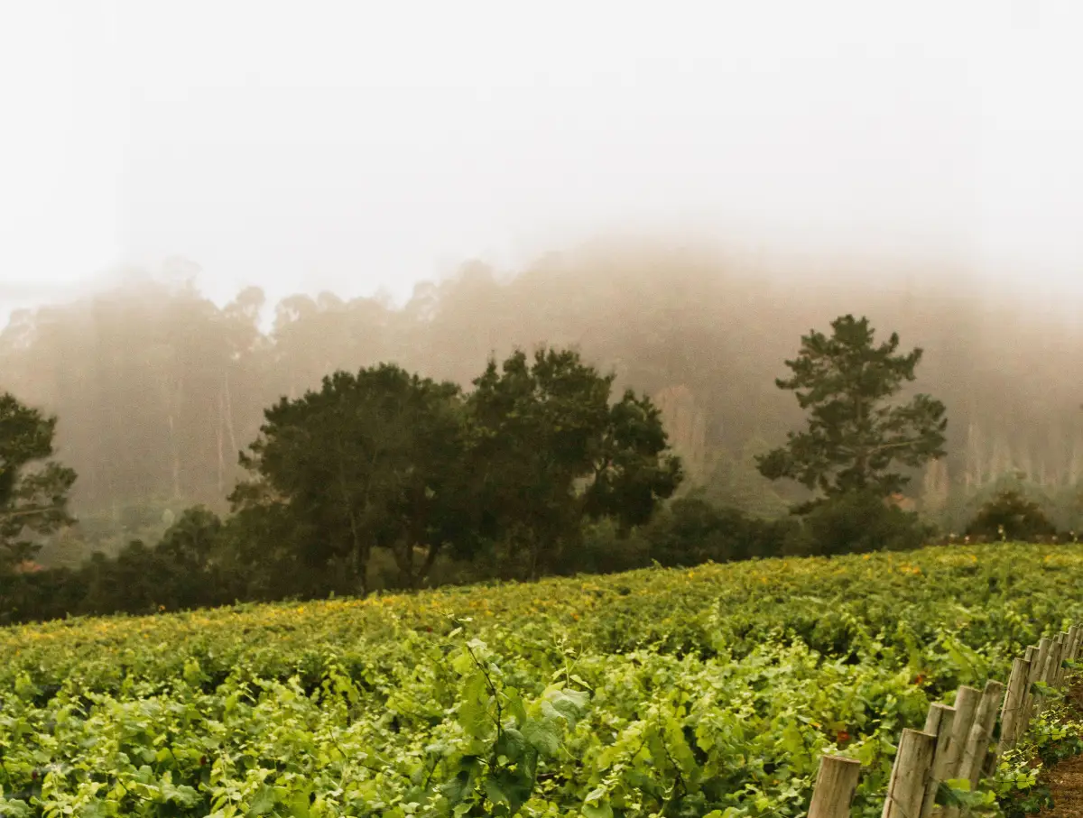 Morning fog off Monterey Bay is a defining element of Lester Family Vineyard terroir. (Courtesy of Lester Estate Wines)REV3.jpg