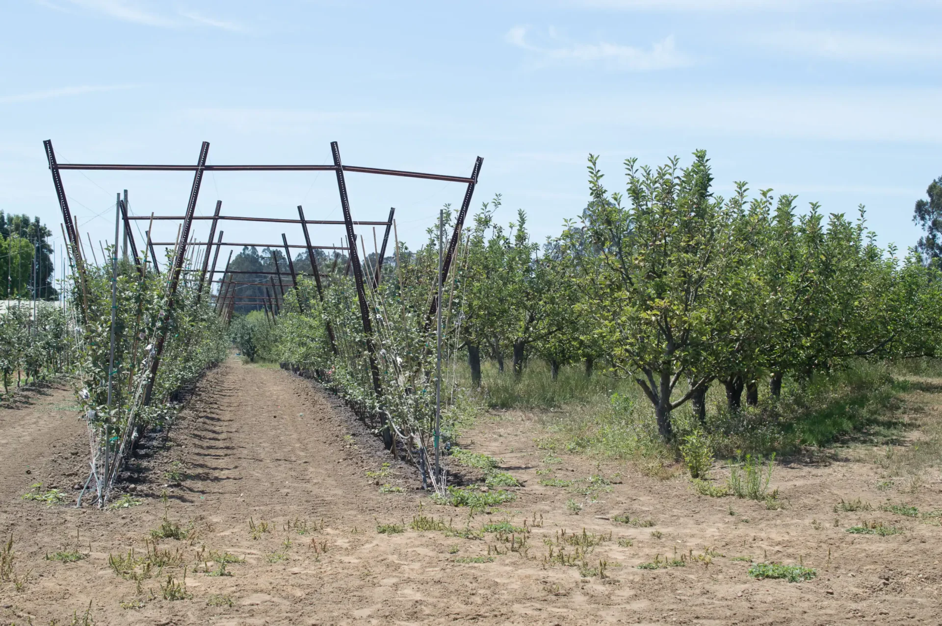 apple trellises