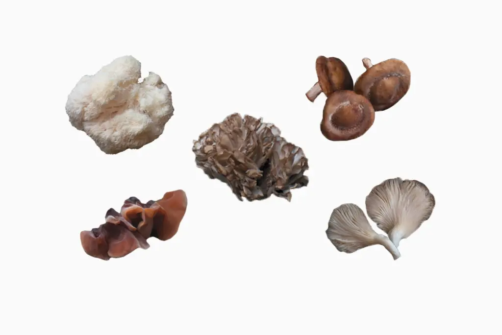 Five exotic mushrooms