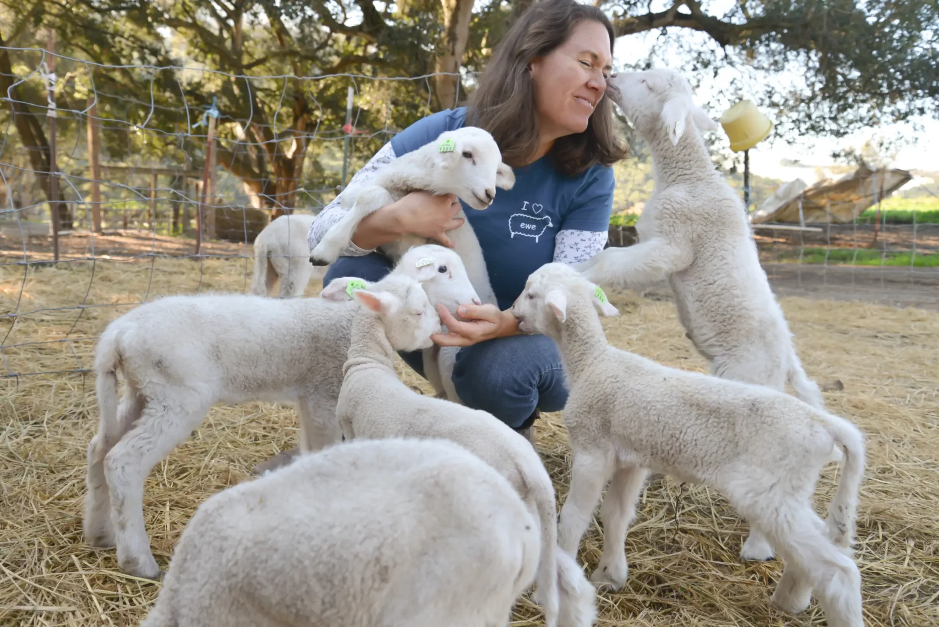 sheep with owner