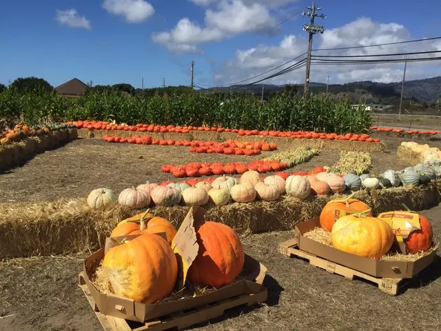 Farmer John Muller's Pumpkin Patch