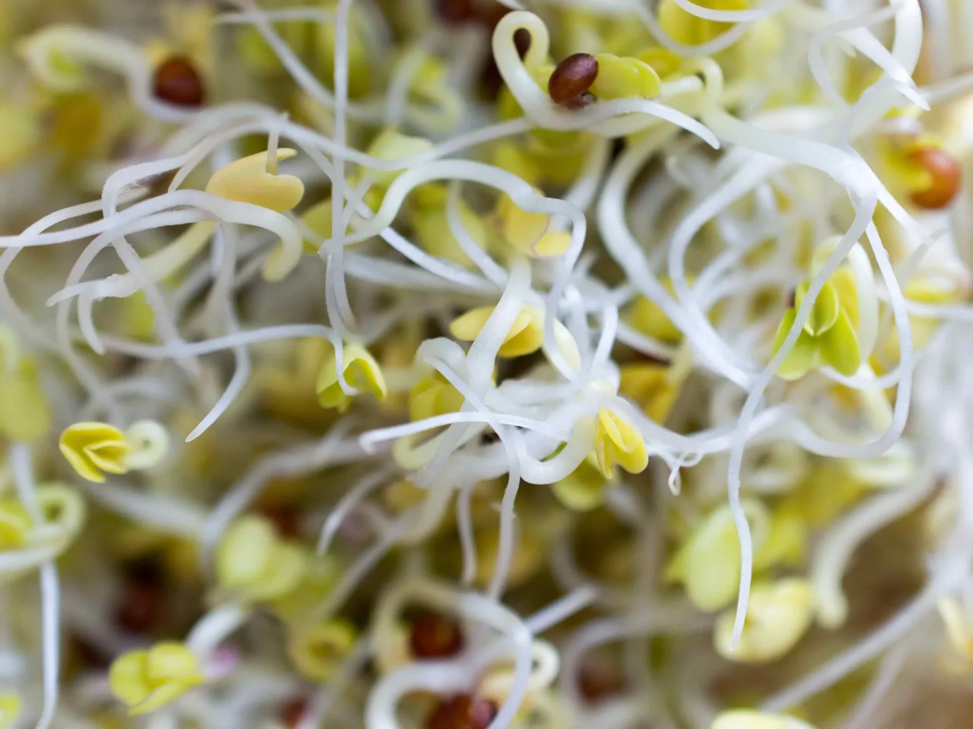 radish-sprouts.jpg