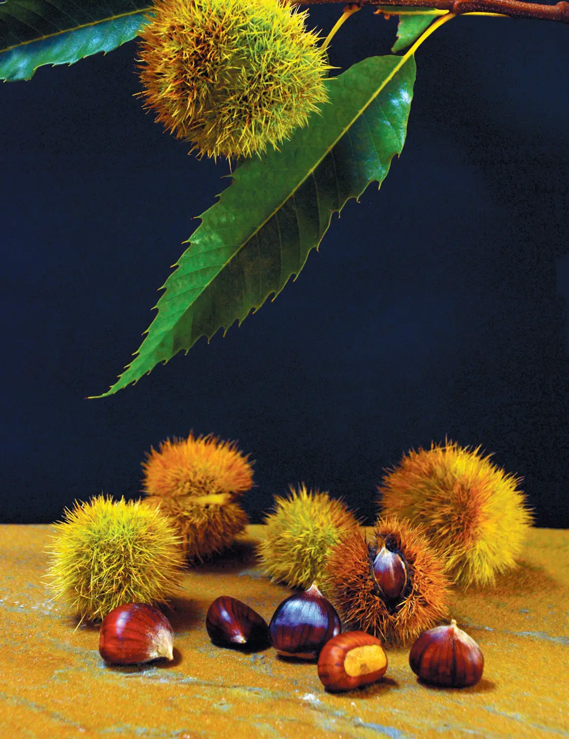 skyline-chestnuts-001.jpg