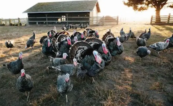turkeys-375x250-1.jpg
