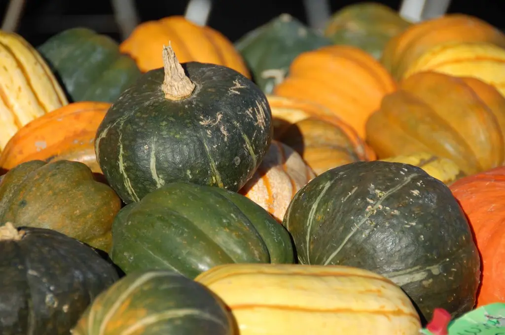 winter squash.jpg