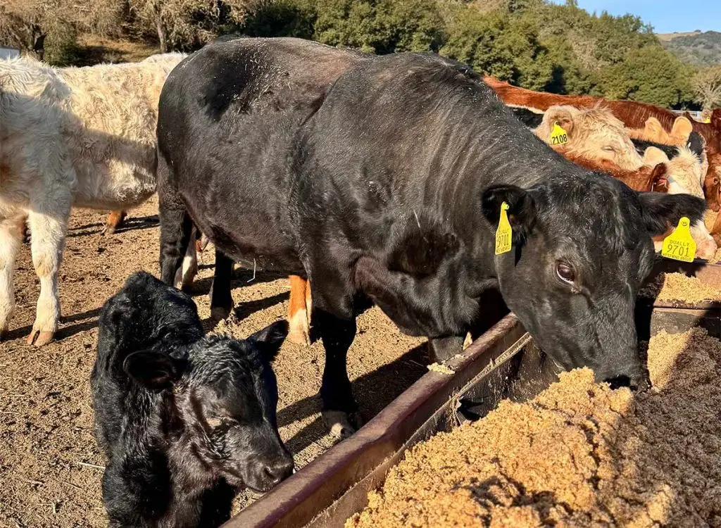 bianchi-ranch-cattle-spent-grain
