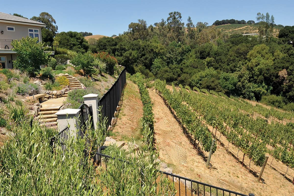 A Cabernet vineyard managed by Post & Trellis