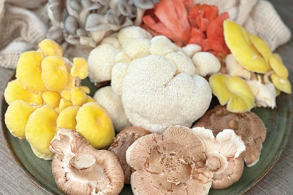Gourmet mushrooms