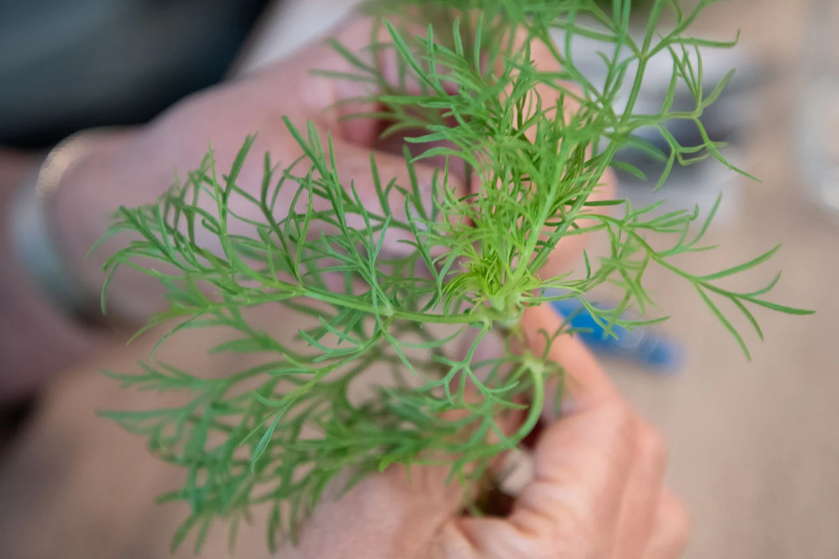 The leaves of the comsos plant, Cosmos caudatus, are edible and commonly used in Southeast Asian dishes.